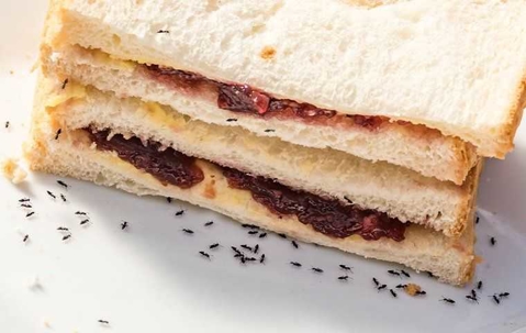 ants crawling on an peanut butter and jelly sandwich