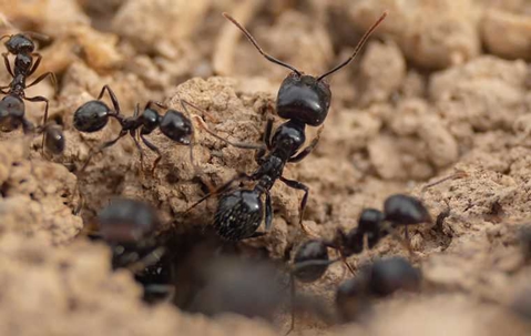ants crawling in a mound