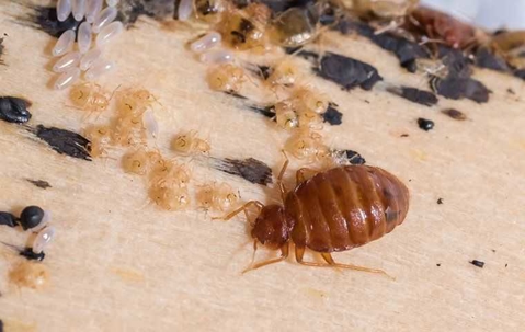 bed bug larvae on a bed
