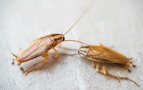 a cockroach crawling on bathroom floor
