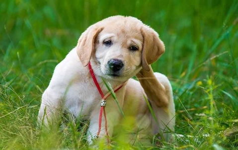 Labrador retriever puppy scratching ear in grass