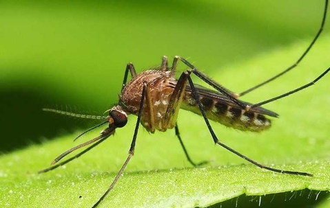 mosquito on a leaf