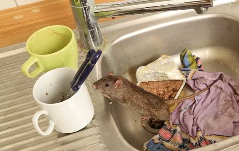 a rodent climbing in a sink