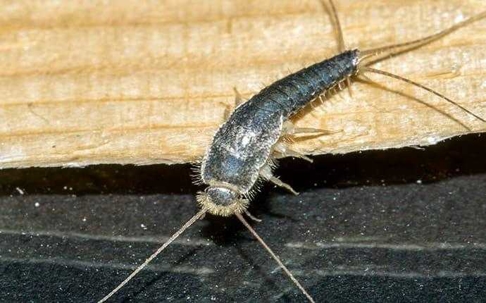 silverfish on wood