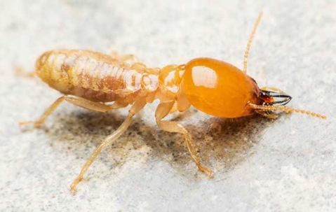 termite crawling on a countertop