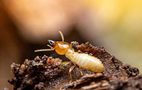 termite crawling on a nest in yard