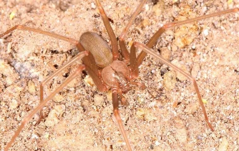 brown recluse spider on gravel