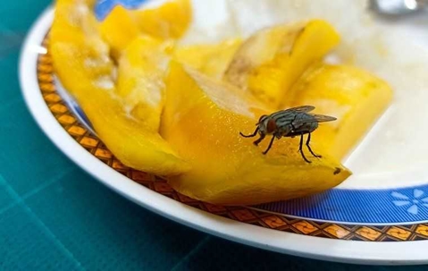 house fly on plate of food