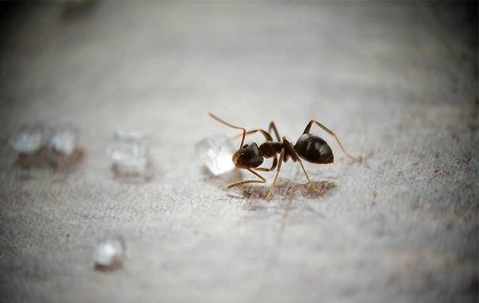 close up of an odorous house ant with sugar