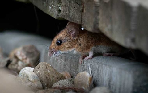 mouse hiding outside home