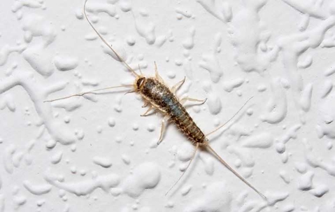 silverfish on wall