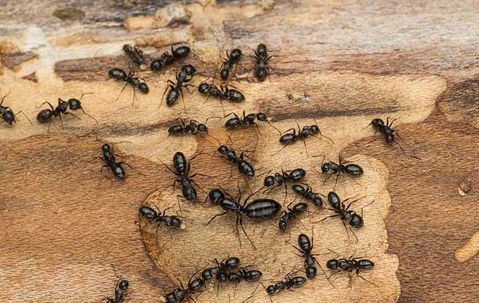 carpenter ants crawling on a piece of wood