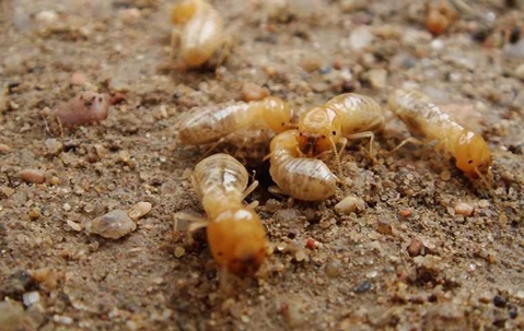 group of termites on ground