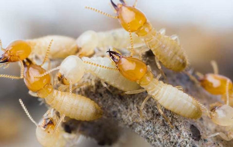 group of termites