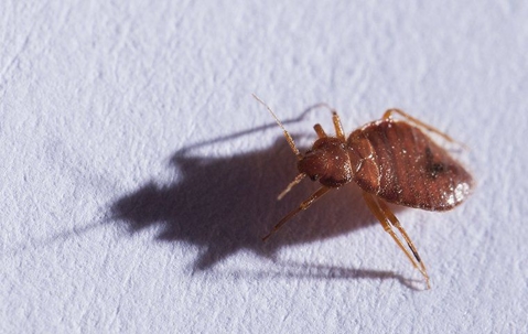 bed bug on a piece of paper