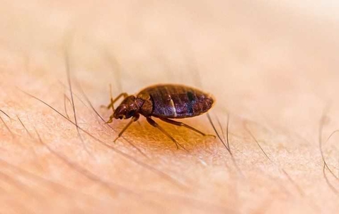 close up of bed bug crawling on skin