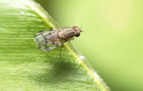 fruit fly on the edge of a leaf