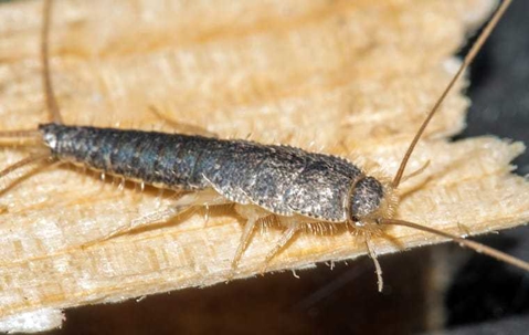 silverfish on wood