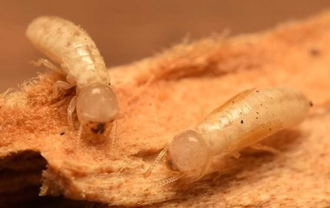 drywood termites crawling on chewed wood