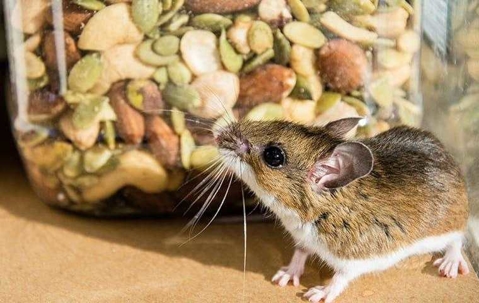 a house mouse in a pantry