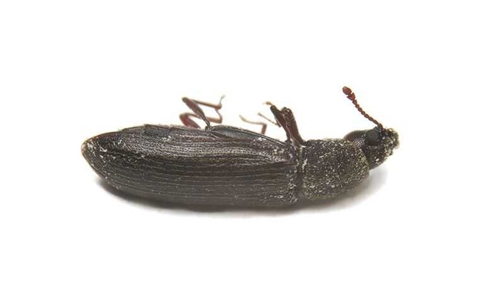 powderpost beetle on white