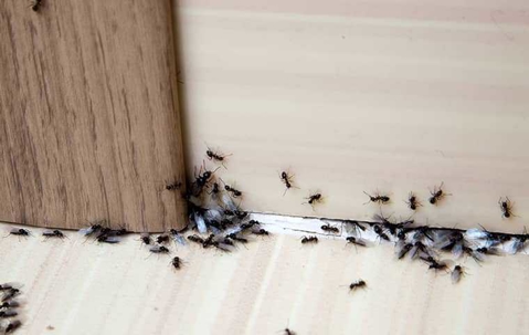 an ant infestation in a home