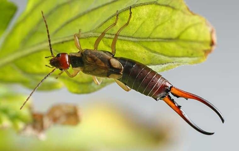 Earwig under a leaf