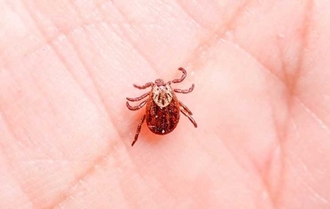 tick on the palm