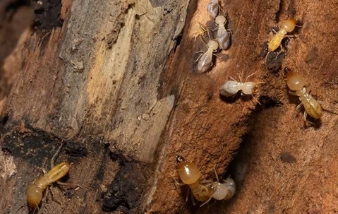 termites in wood