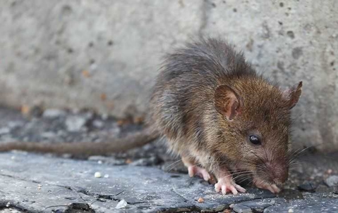 a brown rat walking outside