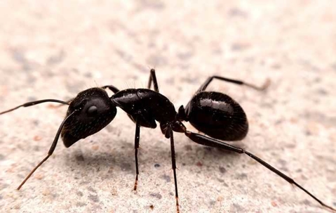Close up image of a ant