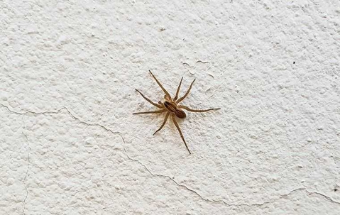 spider crawling on a wall