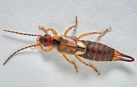 an earwig inside of a home