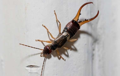 an earwig crawling in a home