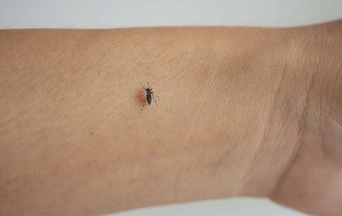 mosquito on persons wrist