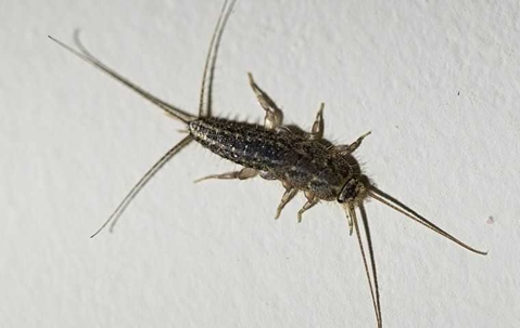 silverfish on wall