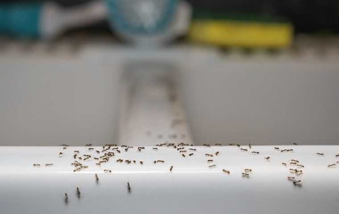 ants crawling in kitchen sink