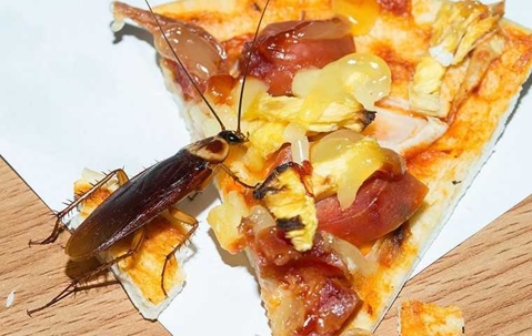 cockroach on pizza