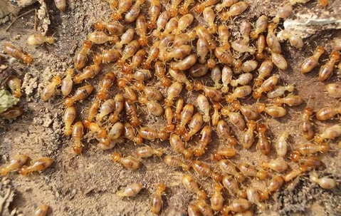 swarm of termites