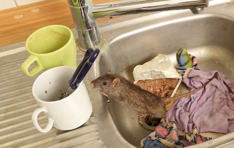 rat in dirty sink