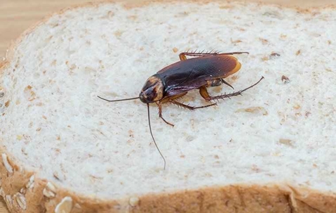 cockroach on slice of bread