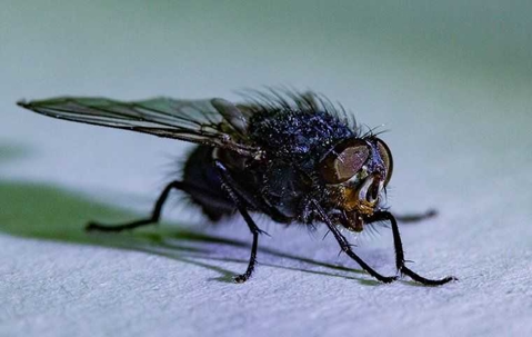 close up of fly in kitchen
