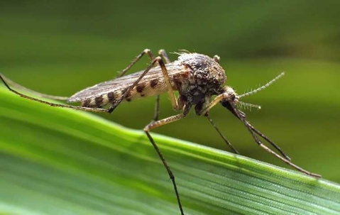 mosquito on blade of grass
