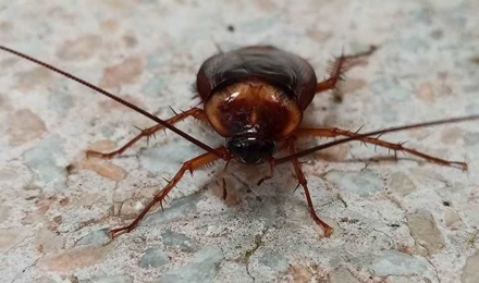 American Cockroaches