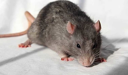 Norway Rat