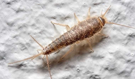 Silverfish