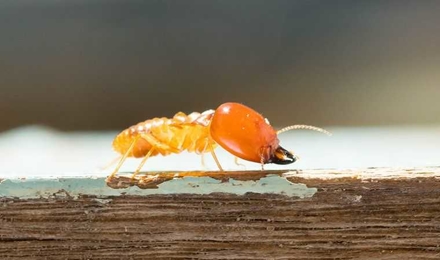 Subterranean Termites