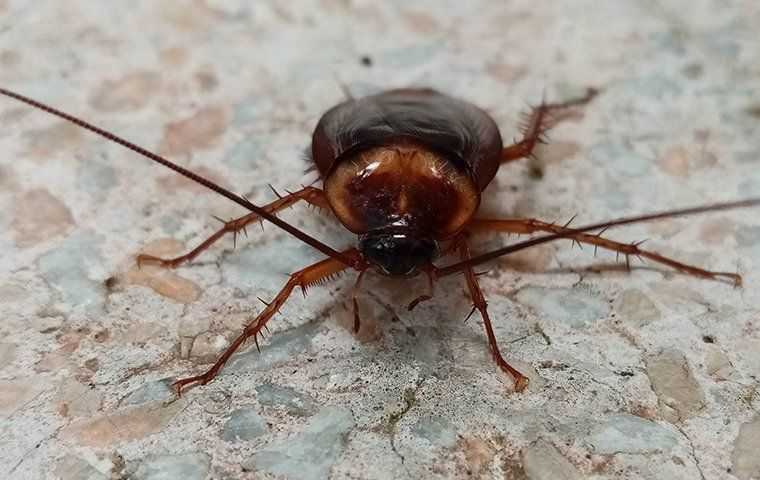 a cockroach crawling on stone