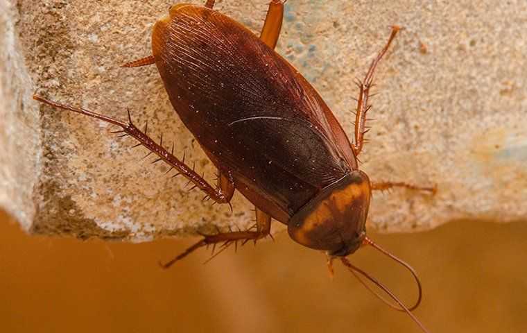 cockroach crawling on a brick