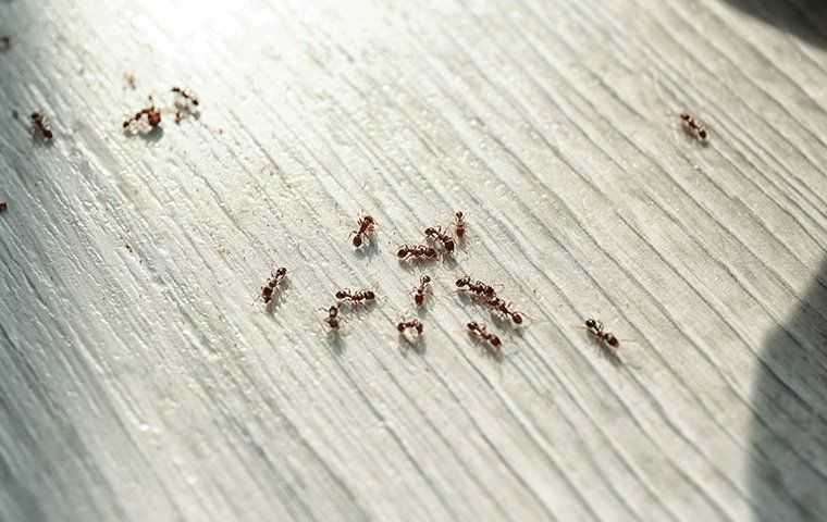 ants crawling on a floor